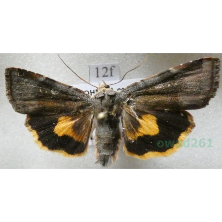 Noctua janthina Denis & Schiffermüller, 1775 Rolnica przepaska Czech12f